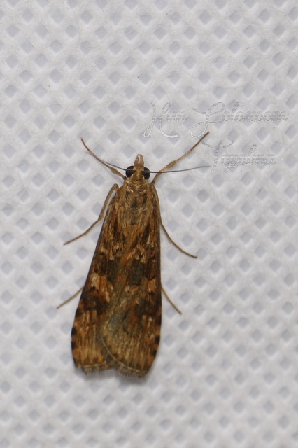 Nomophila noctuella - közönséges vándormoly