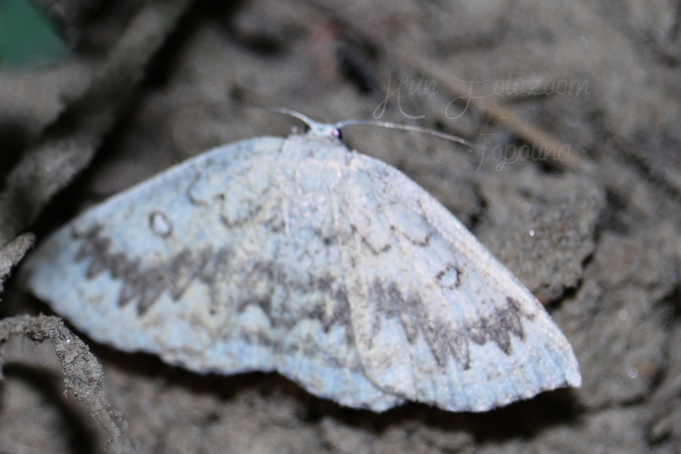 Cyclophora annularia - gyűrűs pettyesaraszoló