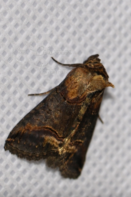 Abrostola triplasia - közönséges csalánbagoly