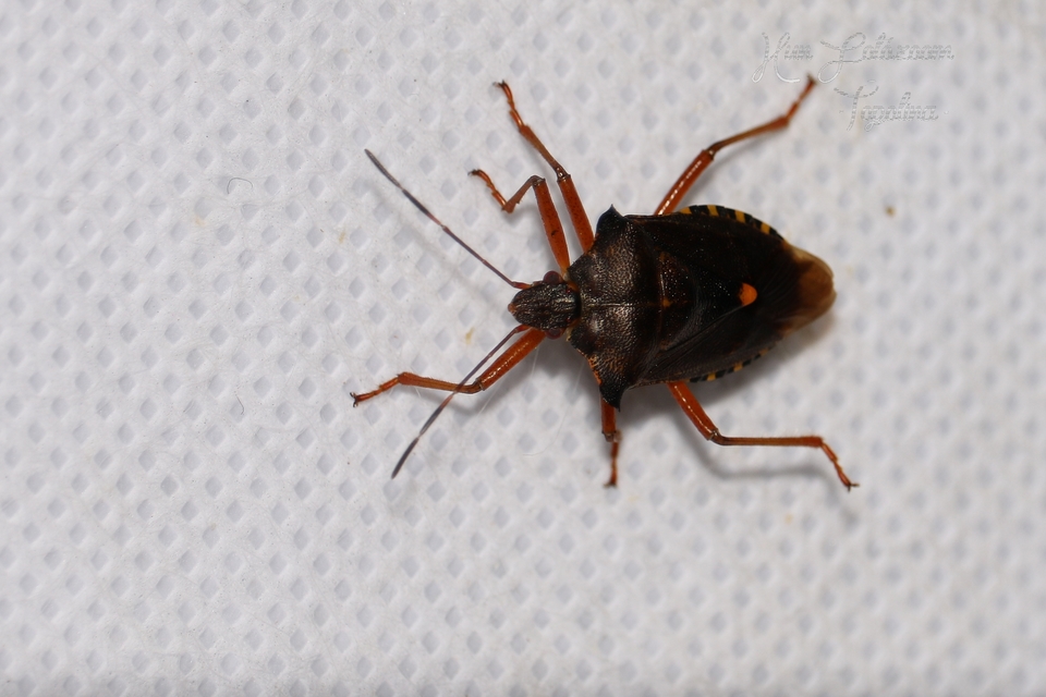 Pentatoma rufipes - vöröslábú címerespoloska Pentatoma rufipes - vöröslábú címerespoloska