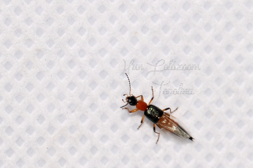 Paederus fuscipes - kis partiholyva Paederus fuscipes - kis partiholyva