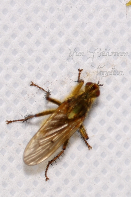 Scathophaga stercoraria - közönséges trágyalégy