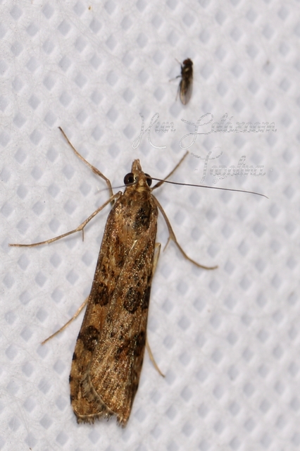 Nomophila noctuella - közönséges vándormoly