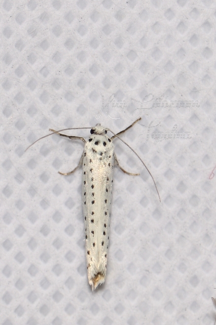 Yponomeuta