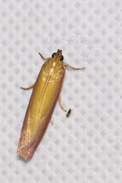 Oncocera semirubella - lucernamoly