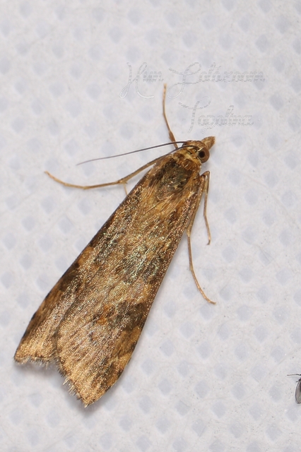 Nomophila noctuella - közönséges vándormoly