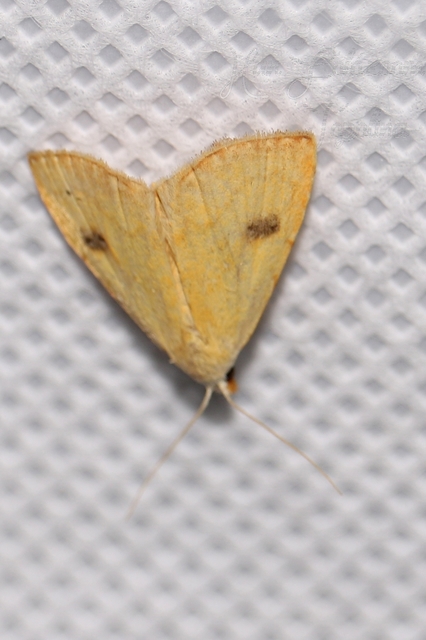 Rivula sericealis - selymes lórombagoly
