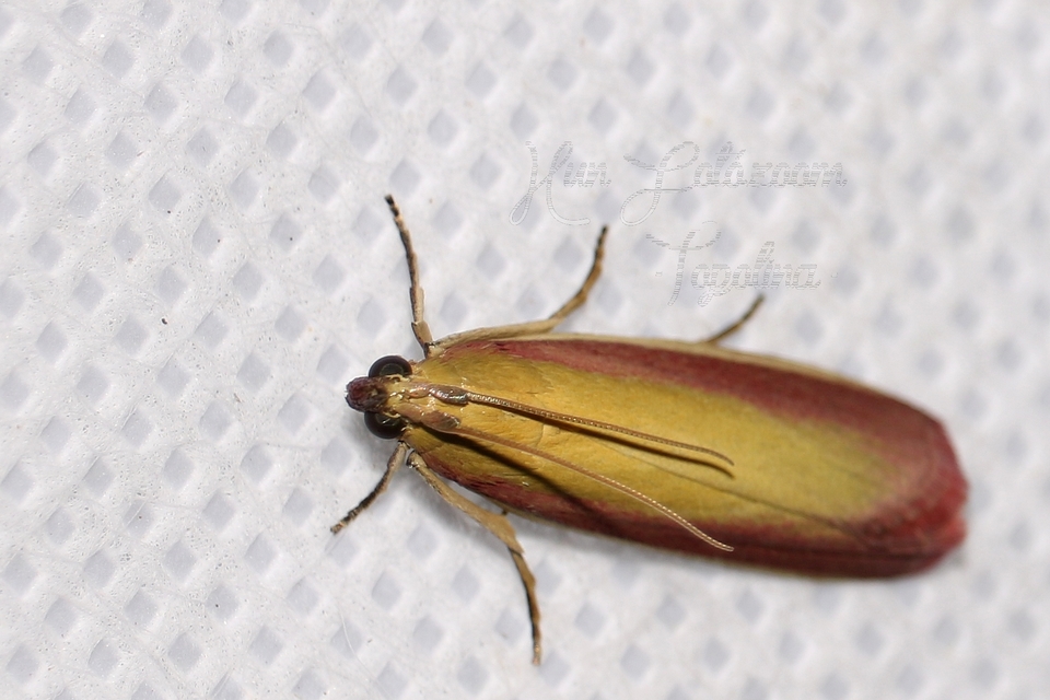 Oncocera semirubella - lucernamoly