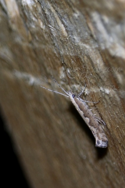 Plutella xylostella - káposztamoly