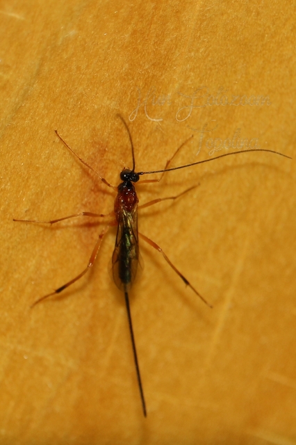 Braconidae - gyilkosfürkészek