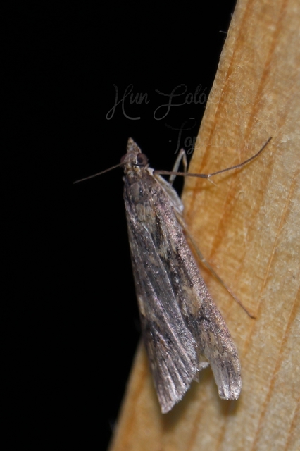 Nomophila noctuella - közönséges vándormoly