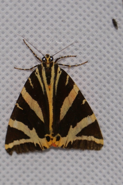 Euplagia quadripunctaria - csíkos medvelepke