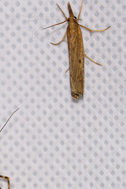 Pediasia contaminella - mocskos fűgyökérmoly