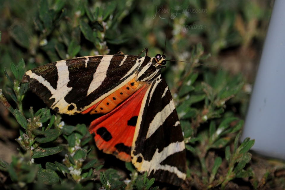 Euplagia quadripunctaria - csíkos medvelepke