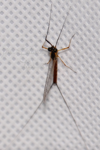Ephemeroptera - Kérészek