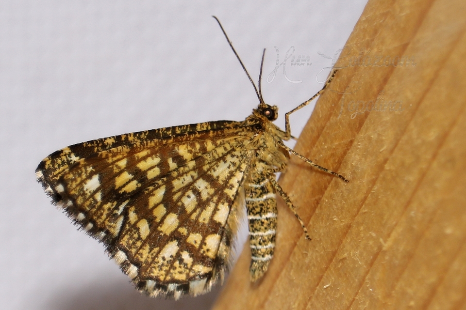 Chiasmia clathrata - rácsos rétiaraszoló