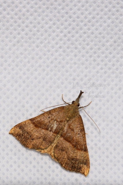 Hypena proboscidalis - ormányos karcsúbagoly