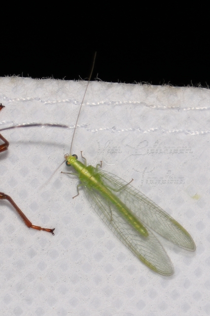 Chrysopidae - zöldfátyolkák