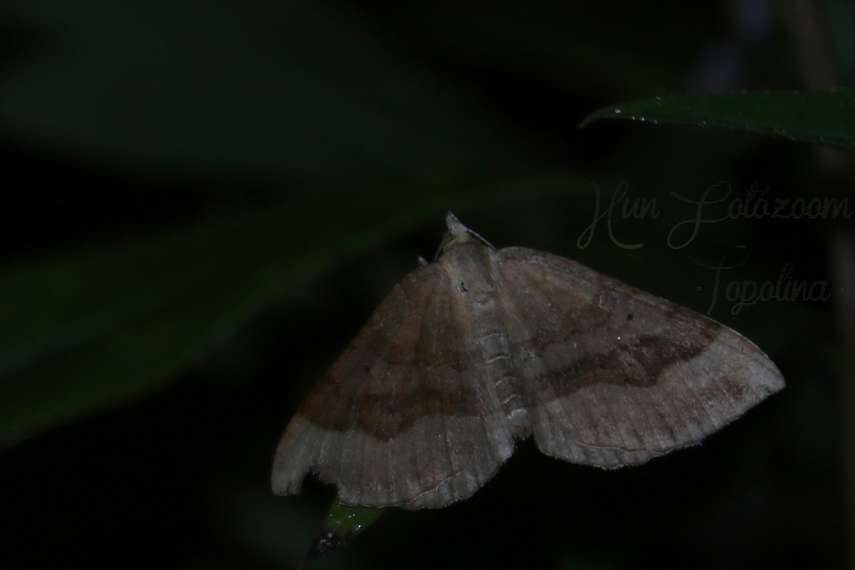 Scotopteryx chenopodiata - libatop-araszoló