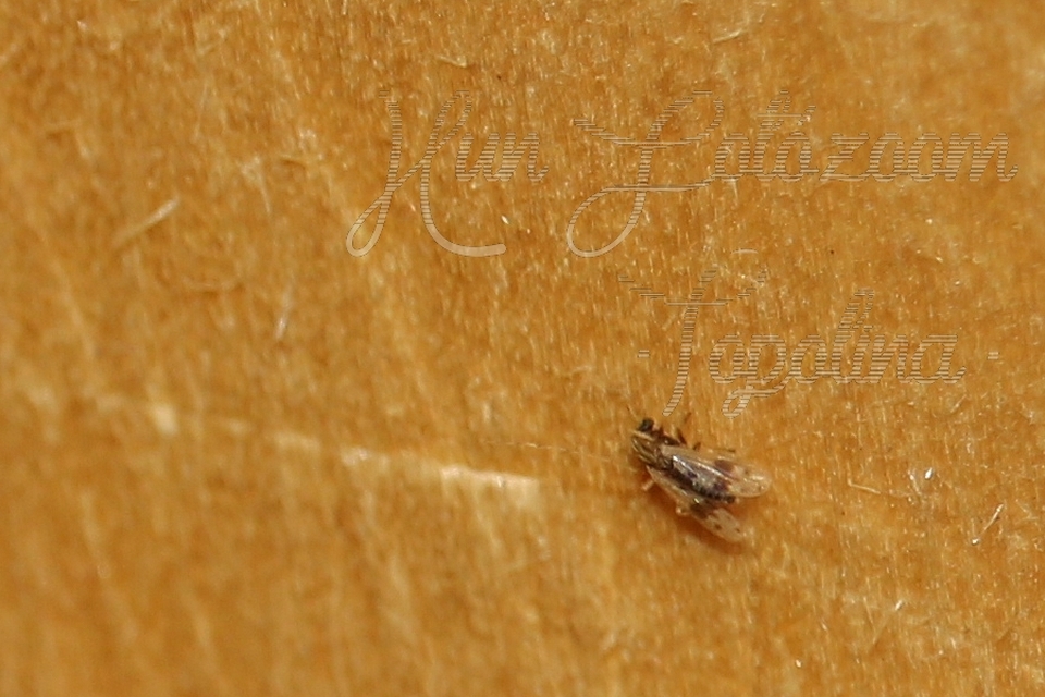 Chironomidae - árvaszúnyogok