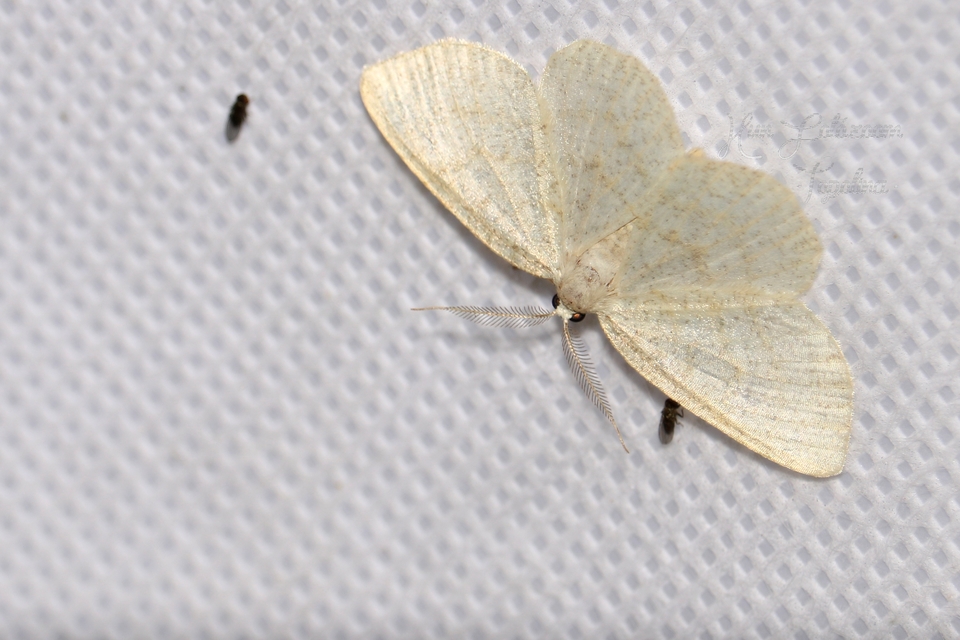 Cabera exanthemata - pettyes égeraraszoló