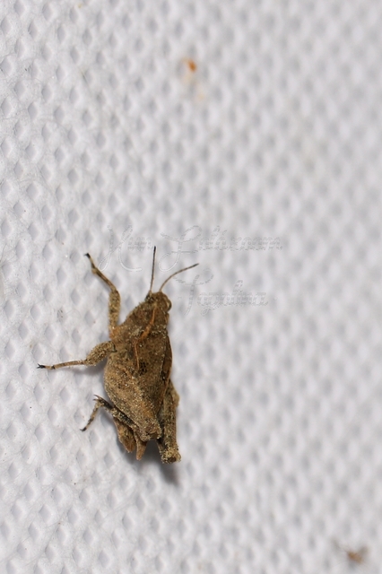 Tetrix tenuicornis - vékonycsápú tövishátúsáska