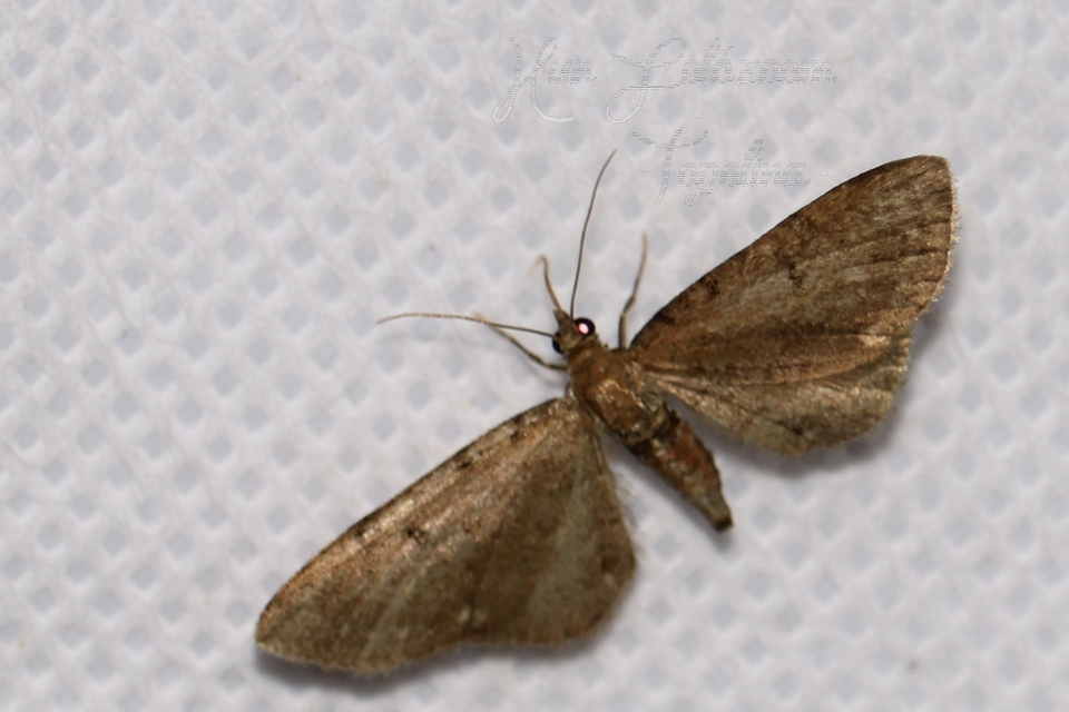 Eupithecia absinthiata - üröm-törpearaszoló