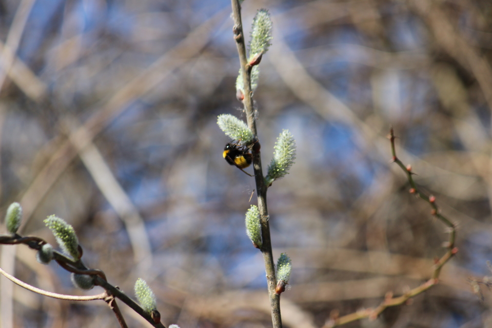 Bombus haematurus - mediterrán poszméh