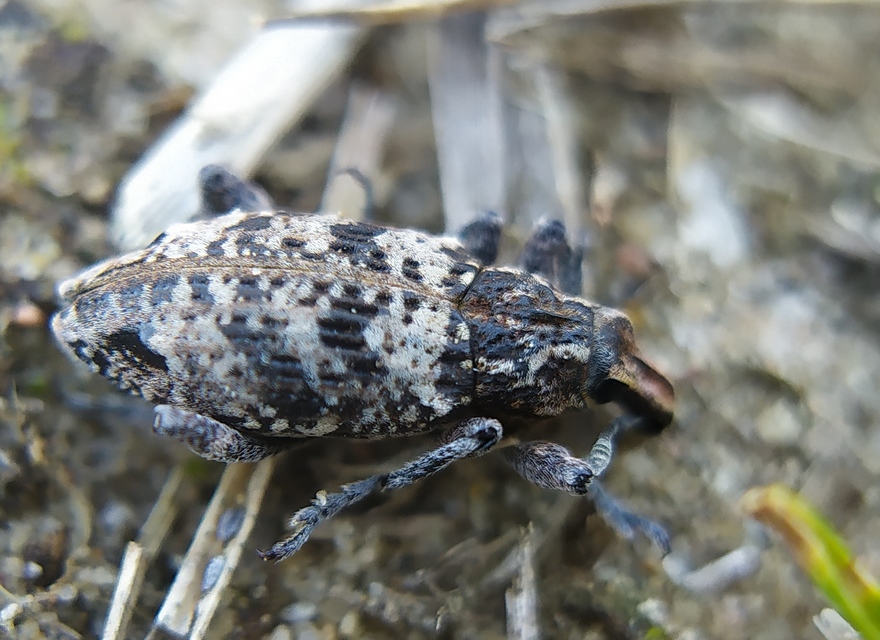 Coniocleonus turbatus - homoki barkó
