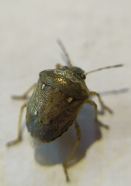 Eysarcoris ventralis - fakó feketefejű-poloska Eysarcoris ventralis - fakó feketefejű-poloska