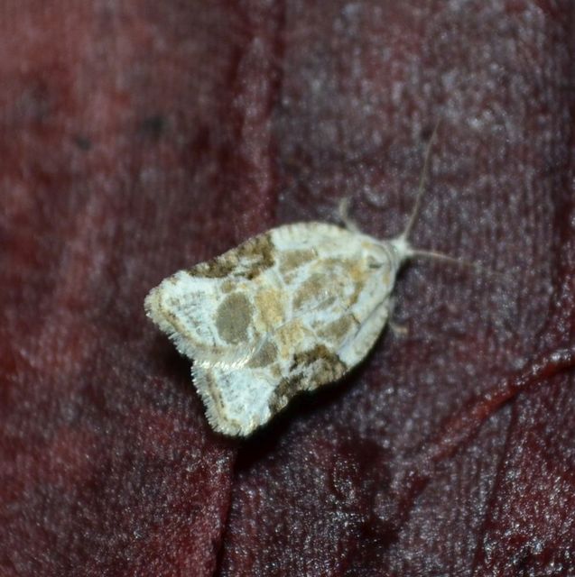 Acleris lacordairana - szilfa-levélmoly