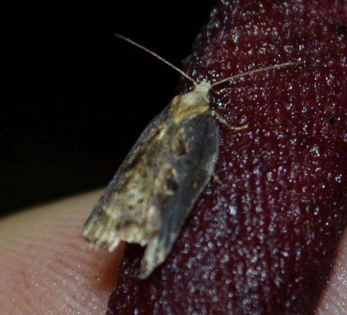 Galleria mellonella - nagy viaszmoly