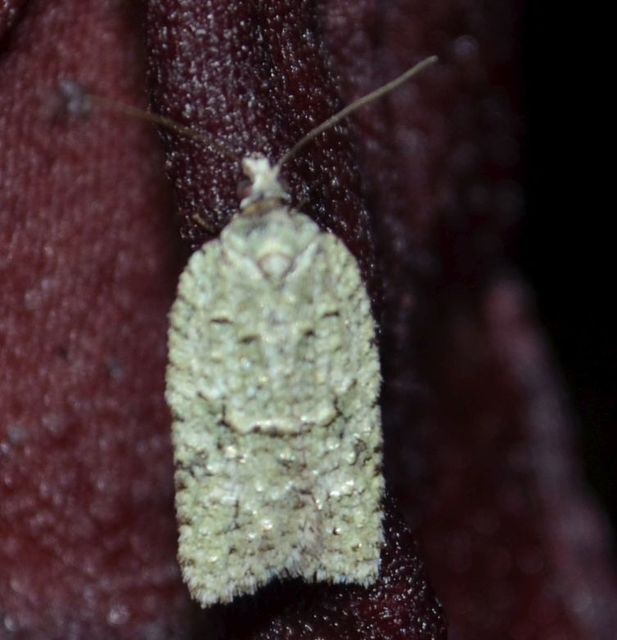 Acleris literana - zöldesfehér levélmoly