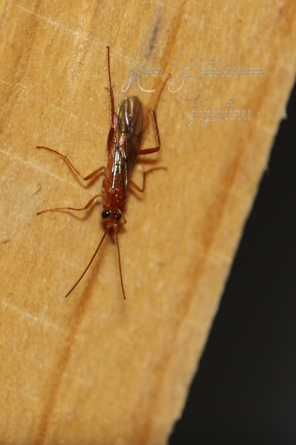 Braconidae - gyilkosfürkészek