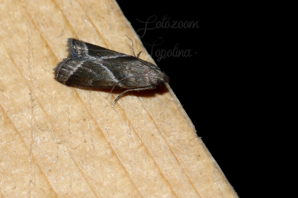 Nyctegretis triangulella - háromszöges karcsúmoly