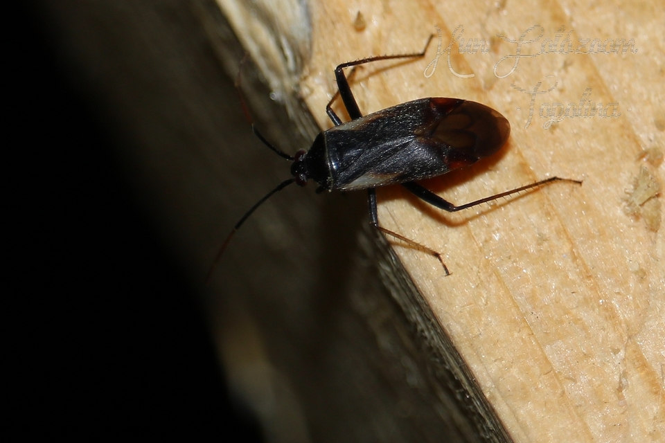 Adelphocoris seticornis - szegélyes mezeipoloska