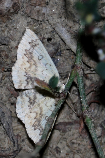 Cyclophora annularia - gyűrűs pettyesaraszoló