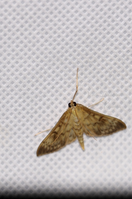 Anania lancealis - hosszúszárnyú tűzmoly