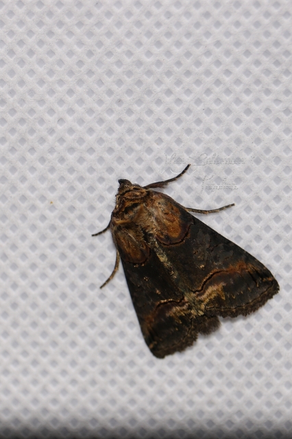 Abrostola triplasia - közönséges csalánbagoly