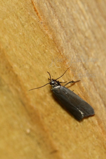 Acompsia cinerella - szürke sarlósmoly