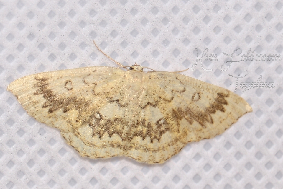 Cyclophora annularia - gyűrűs pettyesaraszoló