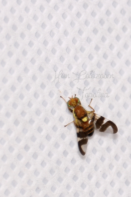 Rhagoletis completa