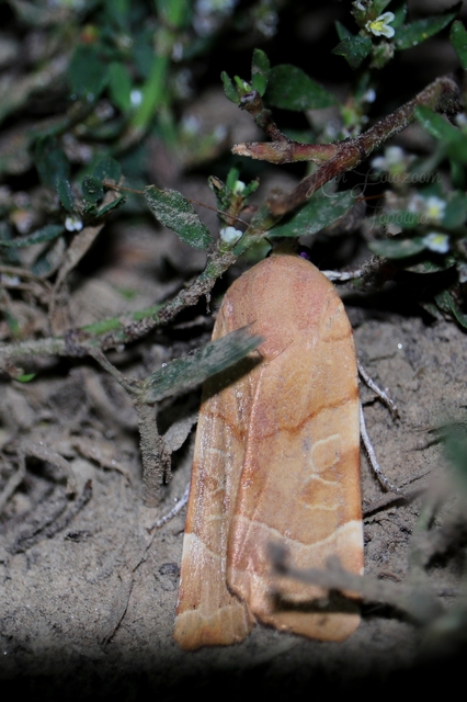 Noctua fimbriata - szélessávú sárgafűbagoly