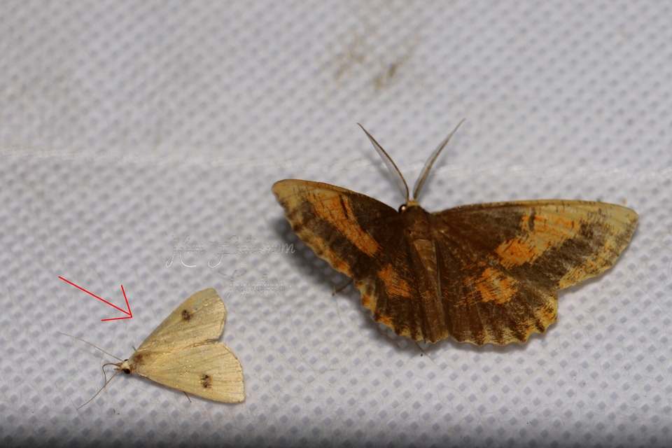 Rivula sericealis - selymes lórombagoly