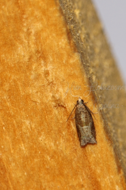 Ancylis