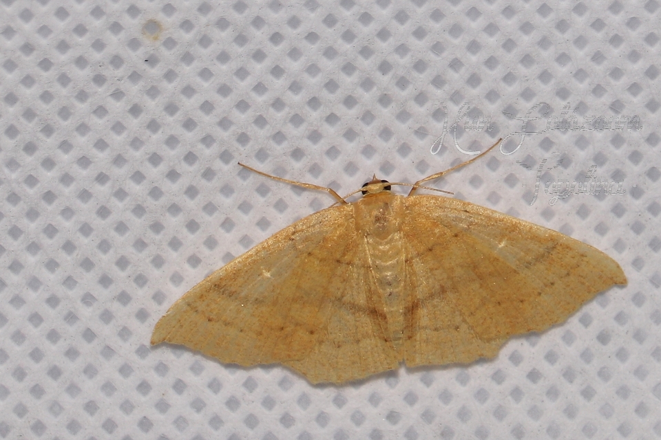 Cyclophora linearia - vonalas pettyesaraszoló
