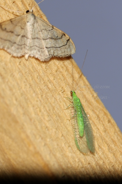 Chrysopidae - zöldfátyolkák