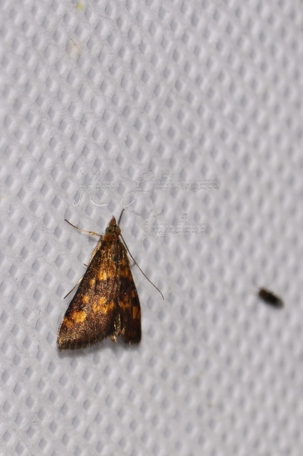 Pyrausta aurata - aranyló bíbormoly