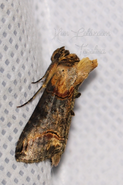 Abrostola triplasia - közönséges csalánbagoly