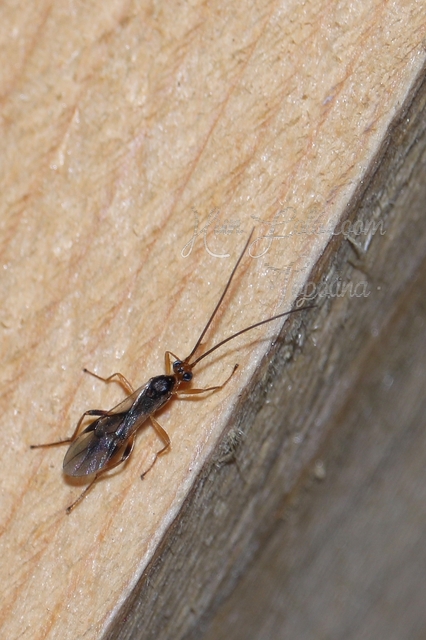 Braconidae - gyilkosfürkészek